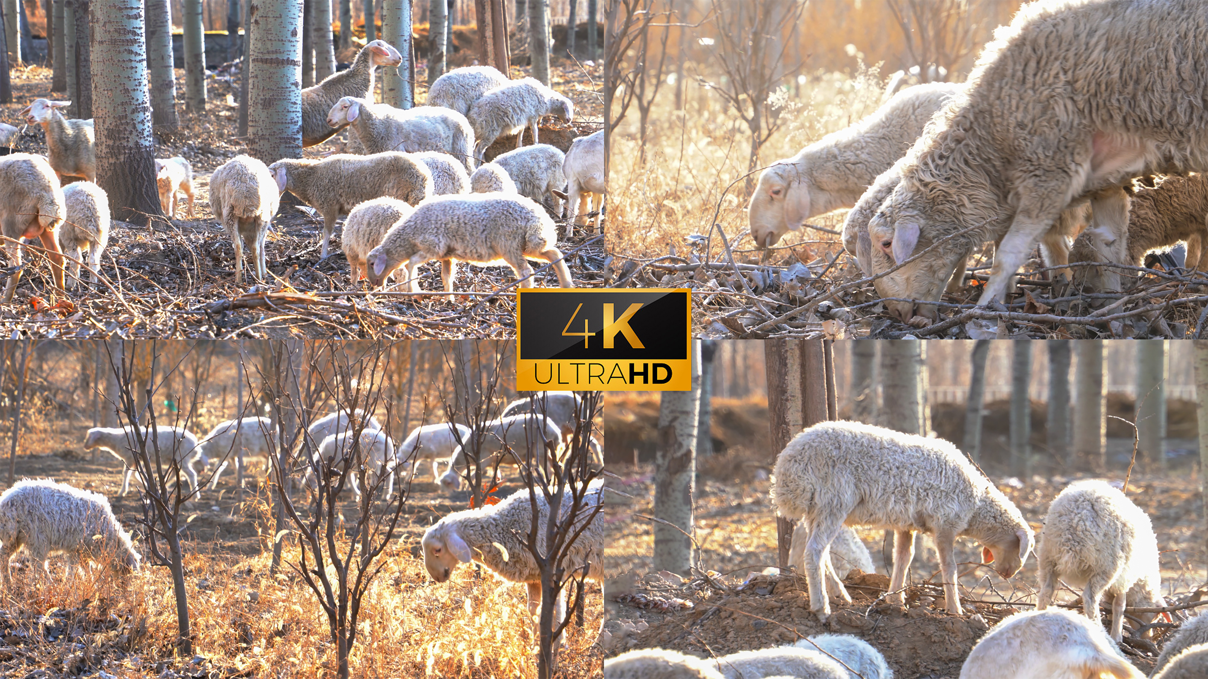 【合集】4K放羊放牧-羊群在冬日暖阳下吃草