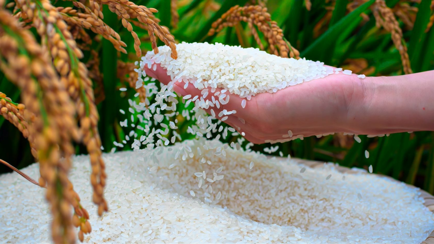 4K水稻小麦稻谷大丰收