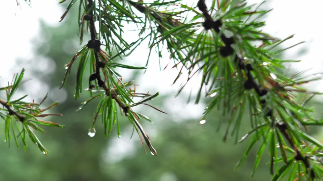 雨水雨滴