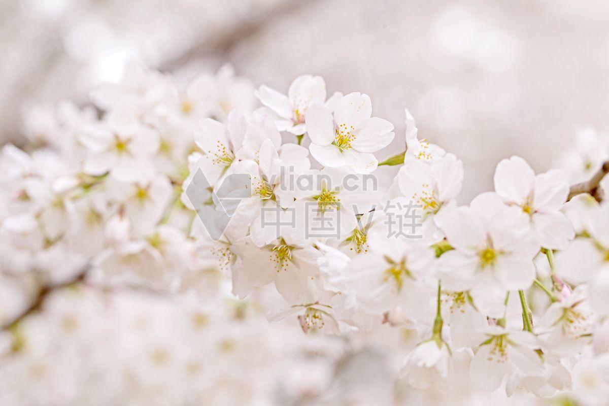樱花开放的白色花瓣,植物中的其他事物