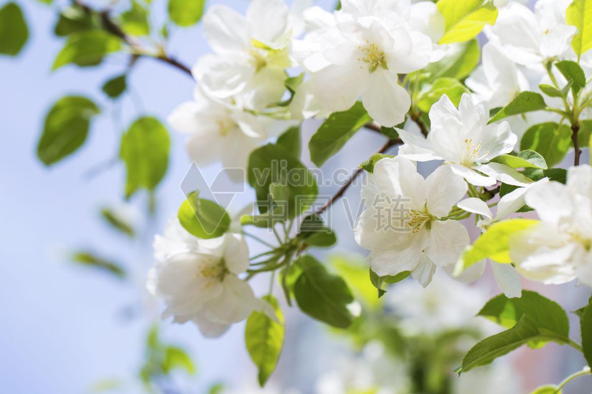 白色花开花植物树酒红杜鹃延龄草其他事物