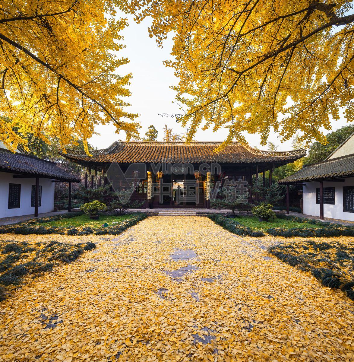 地标建筑：中国黄色落叶植物枫树树的建筑艺术