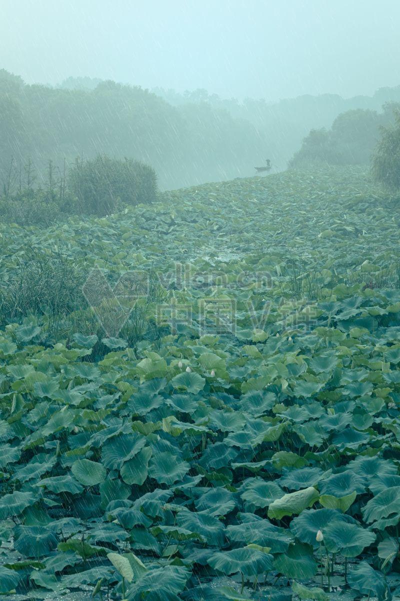 身穿绿色衣物的农业种植园：自然的景观奇观