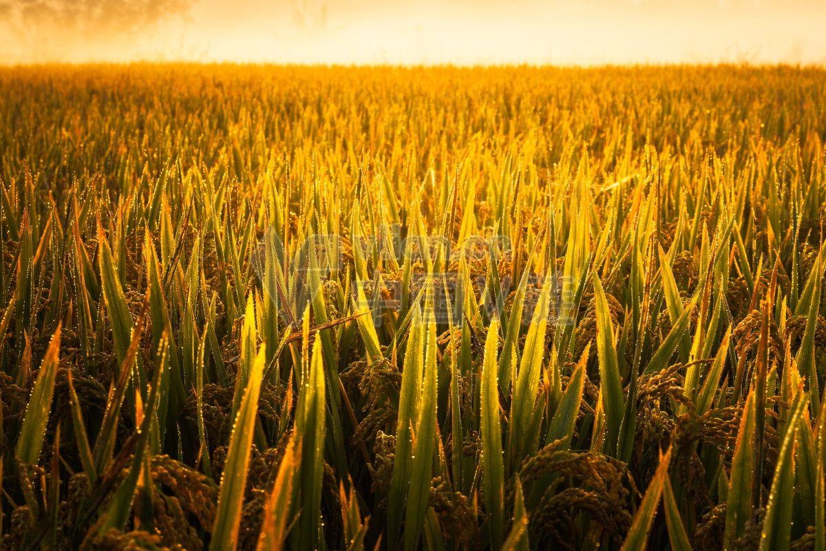 农业田野庄稼种植园：黄色双粒小麦的美丽田野风光