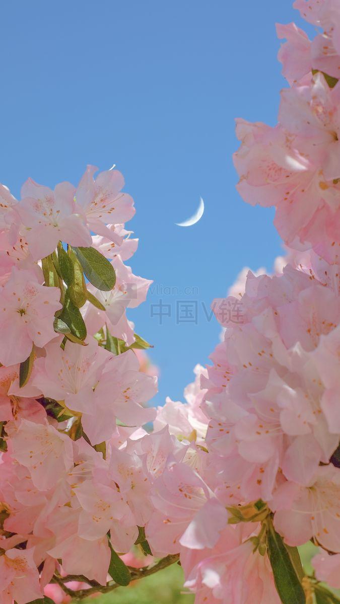 樱花粉色的花瓣在蓝天白云下翩翩起舞