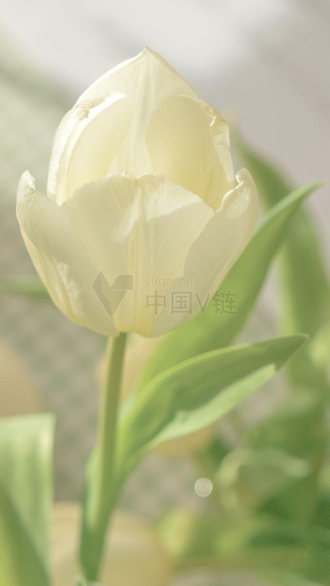 郁金香：白色与黄色的美丽艺术品