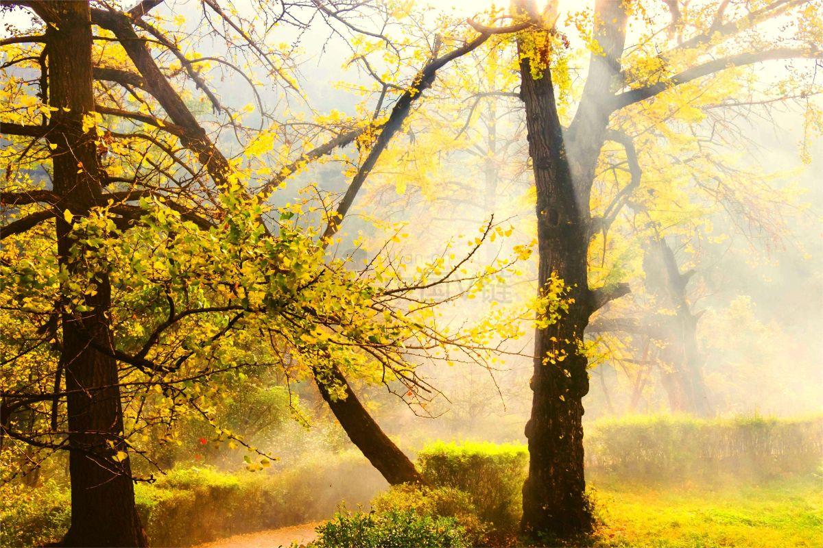 森林中的黄色落叶植物树林_森林